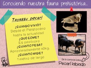 Ficha didáctica del Pecarí de collar (Tayassu pecari)