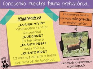 Ficha didáctica de Blastocerus (ciervo de los pantanos)